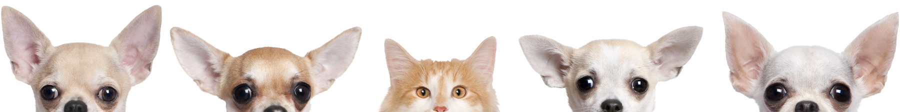 cat and dogs image Cat and dogs image
